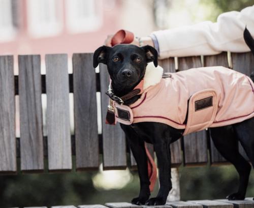 Kentucky Dog Coat waterproof (160gr)