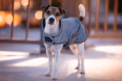 Kentucky Dog Coat Reflective & Water Repellent