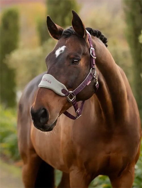 Lemieux Vogue grime m træktorv 